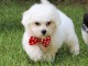 Adorables chiots bichon Frise pour adoption 