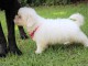 adorables chiots bichon frise pour adoption