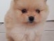 chiot spitz allemand  a donner