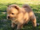 Superbe Chiot chow chow à donner