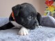 Chiots staffordshire Bull terrier 