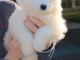 Chiots samoyede a donner