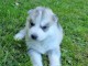 Chiot Siberian Husky a donner