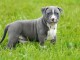 Chiot american staffordshire terrier a donner