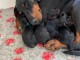 adorable chiots dobermann