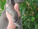 Chiots Dogue allemand