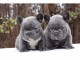 Chiots bouledogue francais bleue