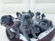 Chiots bouledogue francais bleue