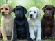 Magnifiques Chiots Labrador Retriever