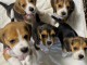 Magnifiques Chiots d’apparence Beagles de 