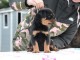 Chiots Rottweiler Adorable