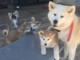 Chiots Akita Inu a Donner