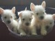 Adorables chiots westie