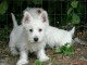 Adorables chiots westie