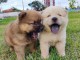 Chiots de races chow-chow 