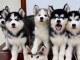 Superbes chiots Husky