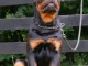 Rottweiler chiots à vendre