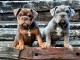 Bulldog anglais chiots à vendre