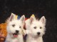 adorables chiots westie