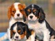 Chiots Cavalier King Charles