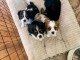 chiots cavalier king charles