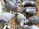 18 magnifiques bébés perroquets gris du Gabon