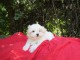 Tres jolie chiot bichon maltais a adopter 