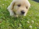 Femelle Golden Retriever a donner