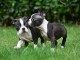 Chiots boston terrier