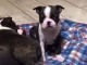 Chiots boston terrier