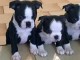 Chiots boston terrier