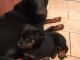 Magnifiques chiots Beauceron a donner