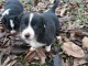 Magnifiques Chiots  Border Collie a donner