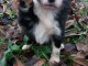 Chiots  Border Collie a donner 