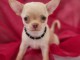 bebe chiot chihuahua a donner