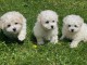 A donner chiot type Bichon frisé femelle non lof