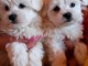 Chiots bichon maltais..