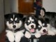 Merveilleux Chiots Husky Siberien