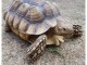 Tortue Sillonnée "Sulcata" - Femelle de 49 cm , 25 kg - à adopter