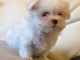 Jolie chiot bichon maltais femelle a donner