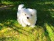 Jolie chiot bichon maltais femelle a donner