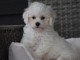 Jolie chiot bichon maltais femelle a donner