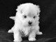 Jolie chiot bichon maltais femelle a donner