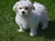 Jolie chiot bichon maltais femelle a donner