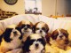 Exceptionnels Chiots Shih Tzu Pure Race