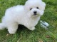 Magnifique chiot Bichon maltais en adoption  