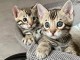 chatons bengal a donner