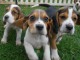 A donner CHIOTS BEAGLES disponibles de suite  