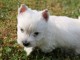 Adorables chiots Westie a donner 