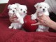 chiot bichon maltais 